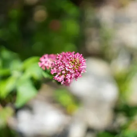 La Medievale, Au Coeur De La Vieille - N6 Appartement *