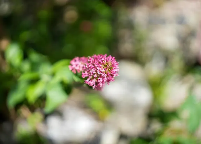 La Medievale, Au Coeur De La Vieille - N6 Appartement *